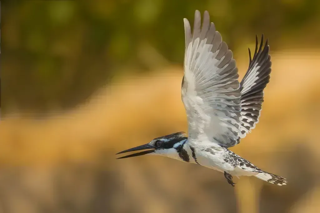 A pied kingfisher hovers over the river shallows