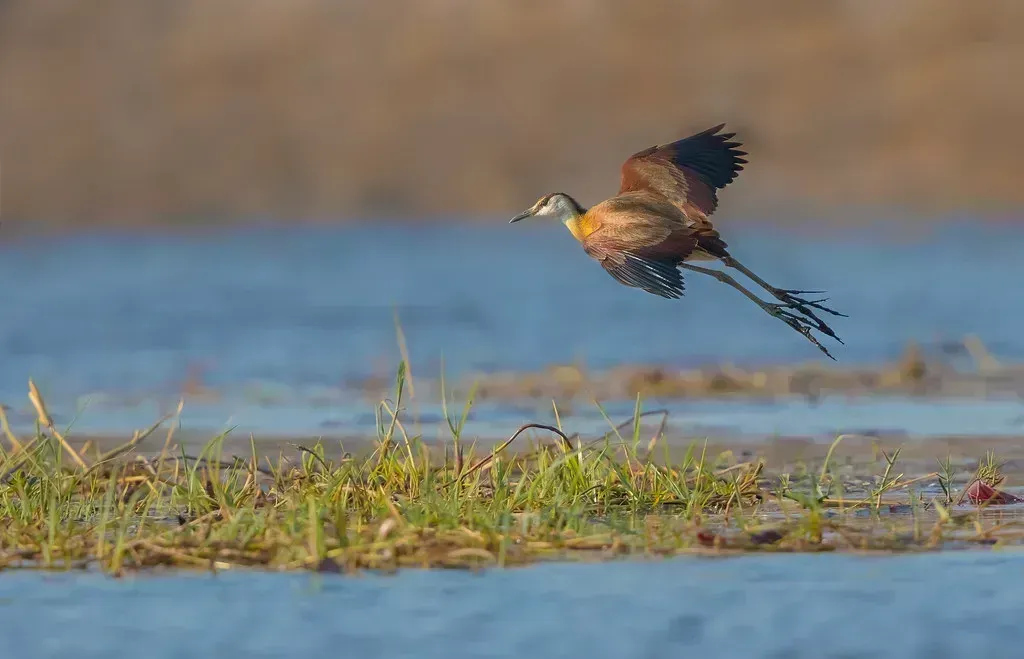 An African jacana lifts off the floodplain