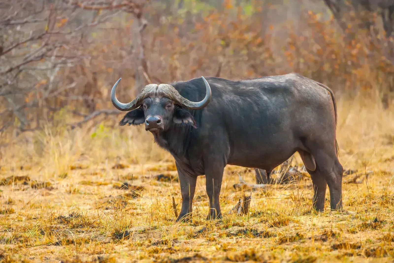 A Cape buffalo bull in the dry-season grass