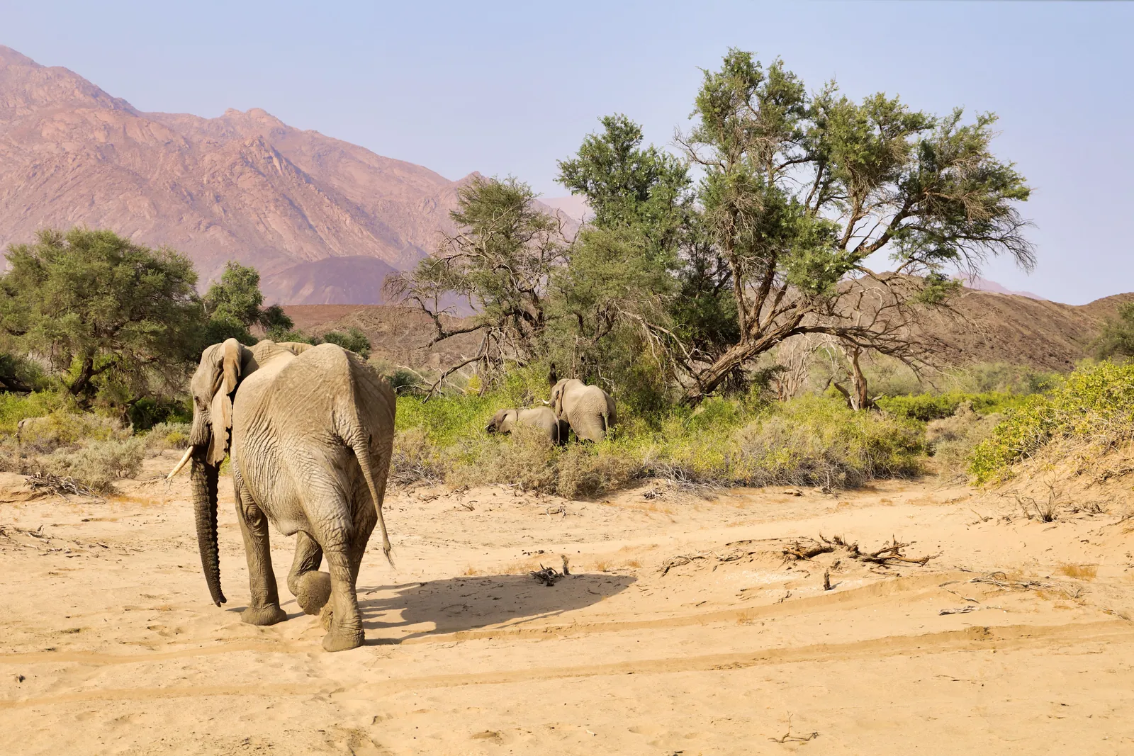 A desert-adapted elephant walking a dry, sandy riverbed below the mountains
