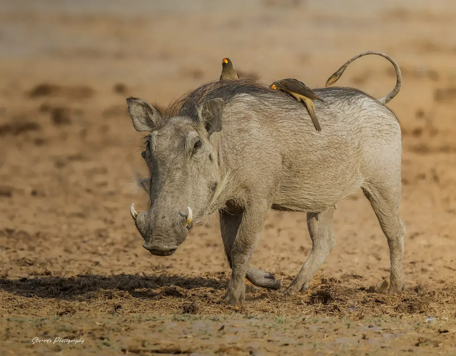 Yellow-billed oxpeckers hitch a ride on a warthog