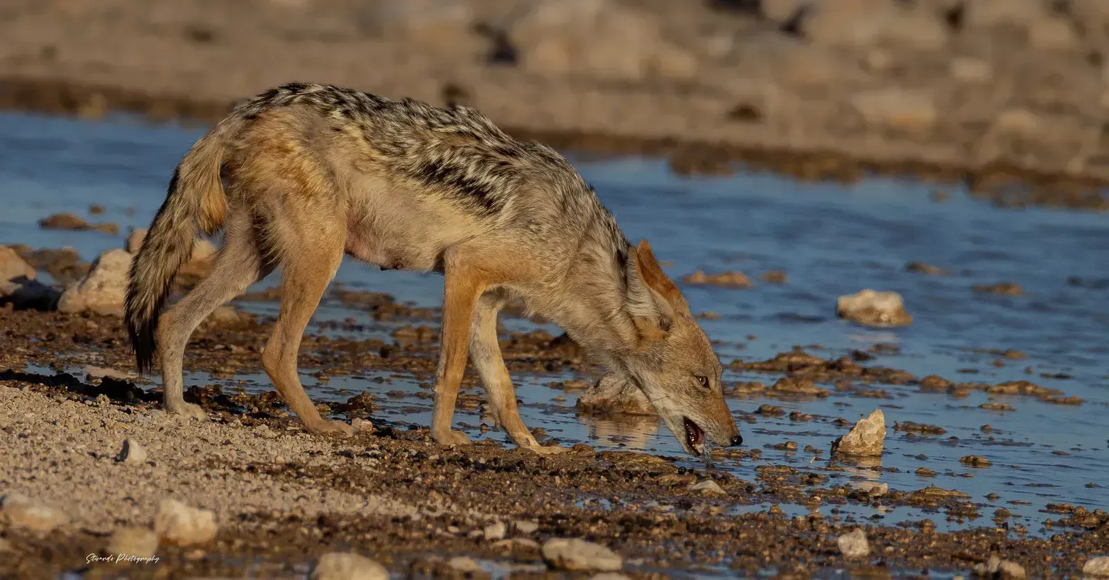 A black-backed jackal drinks at the water's edge