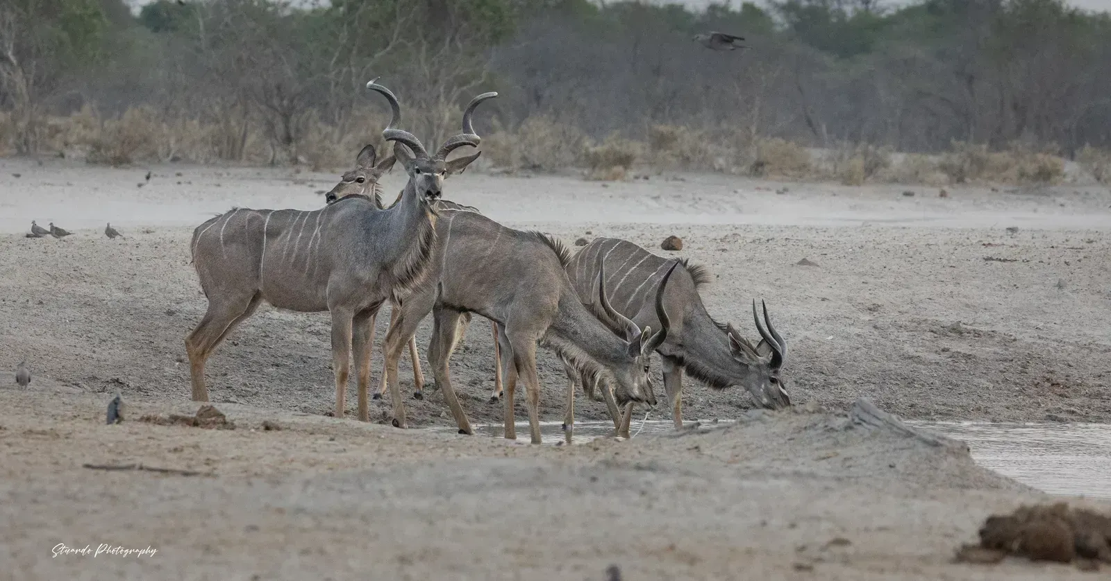 Greater kudu bulls gather at the waterhole
