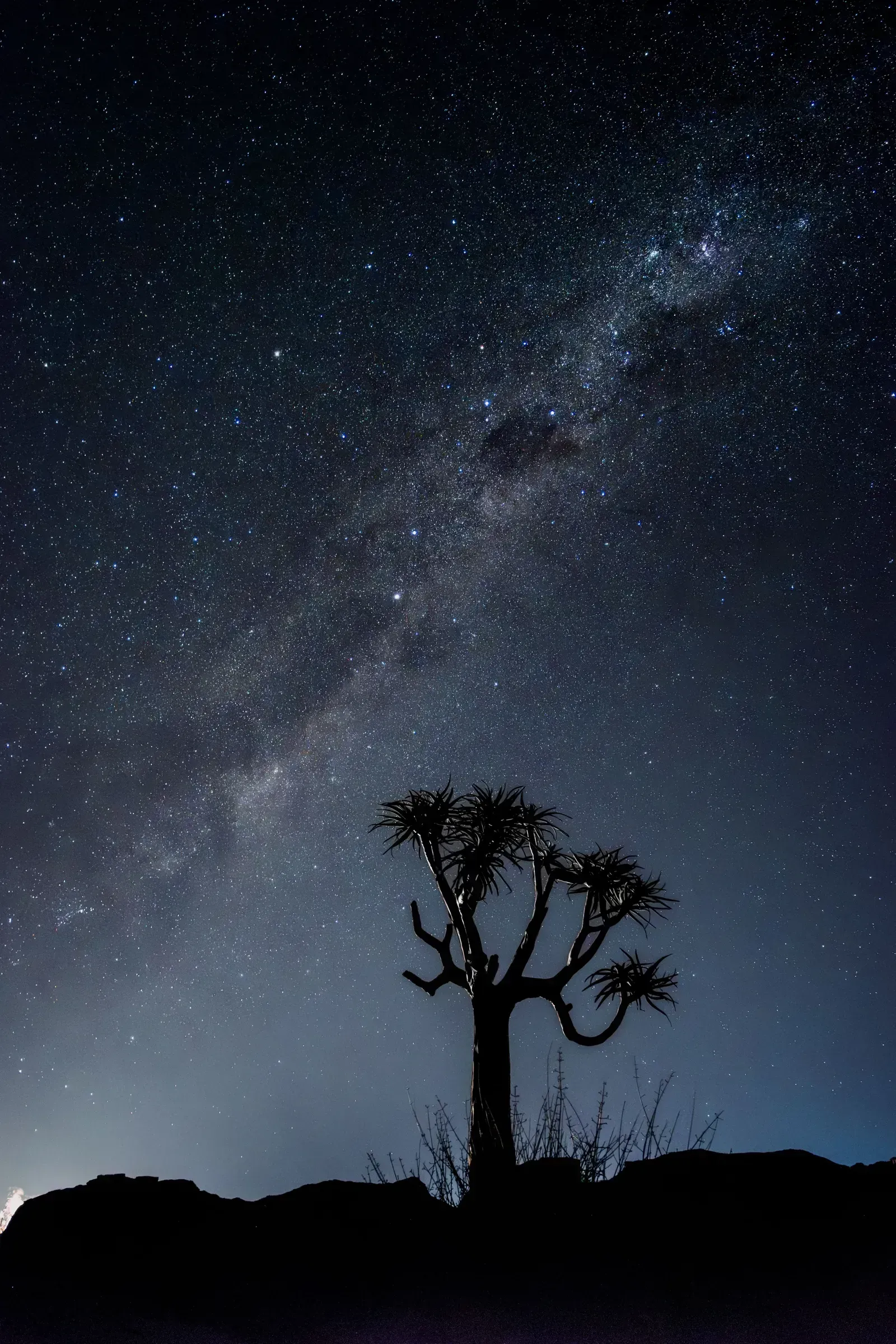 A quiver-tree silhouette beneath the arch of the Milky Way