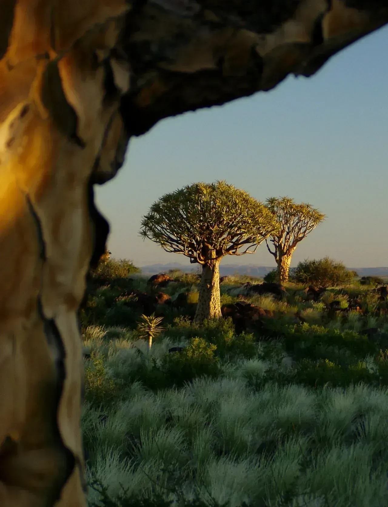 The low evening sun sets the quiver trees aglow above the grass