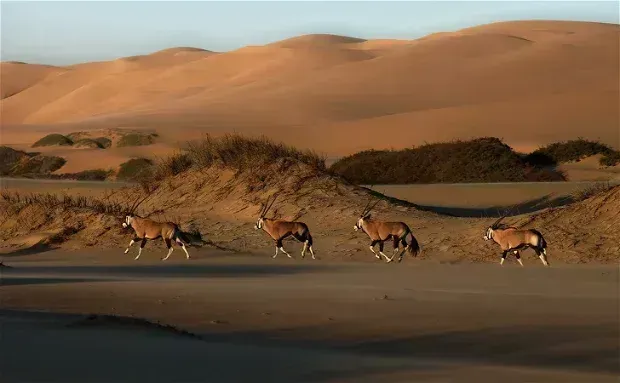 Gemsbok cross the sand at golden hour